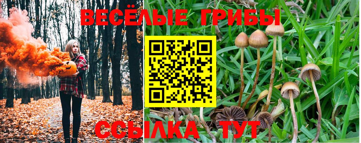 Галлюциногенные грибы Psilocybe Артёмовский